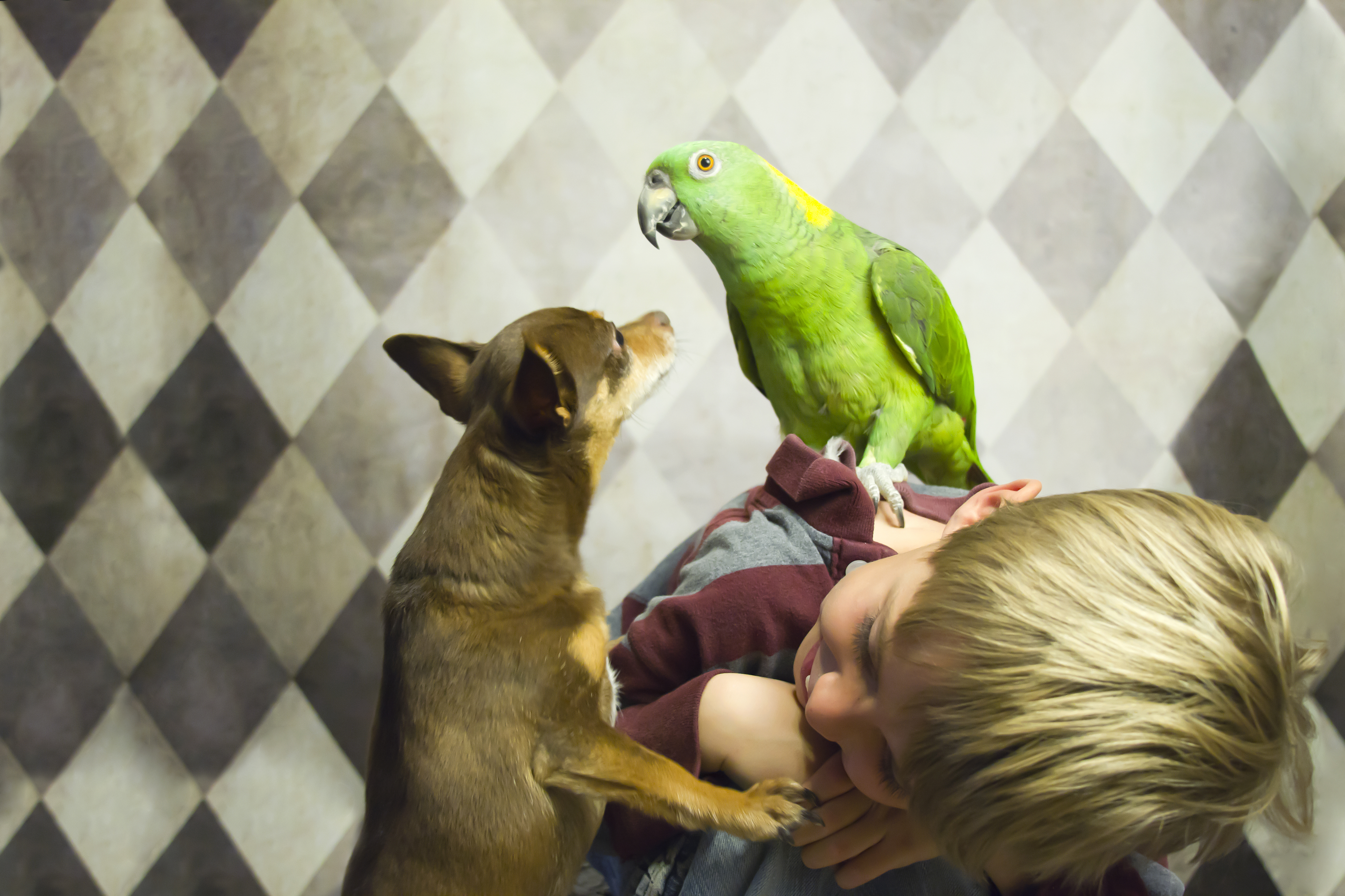 Boy with a parrot on his back and  Chihuahua beside him looking at the bird.